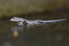 K川下流域・橋げたのヤモリ赤ちゃん