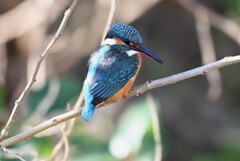 K川中流域・枝に止まるカワセミ♀若