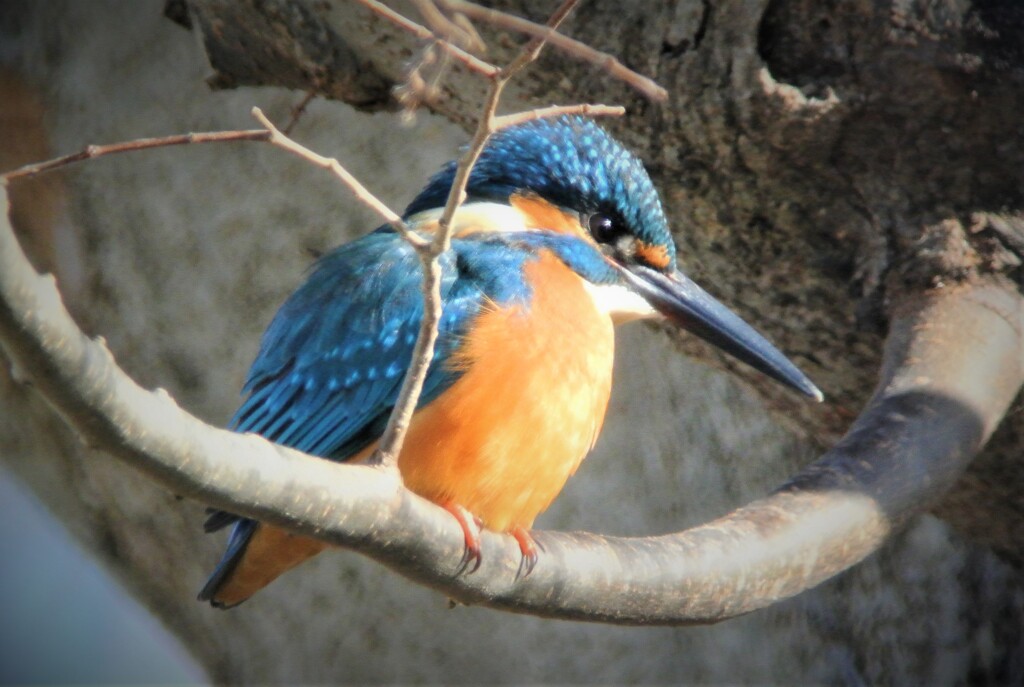 高いところ(水面より5m程)に止まる用水路のカワセミ♂