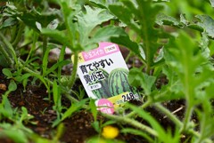 菜園・黄小玉すいか