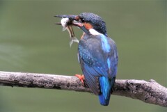 カワセミ、美味しい顔