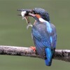 カワセミ、美味しい顔