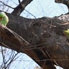 3月22日 (用水路・ワカケホンセイインコ、今季初見巣穴で・)