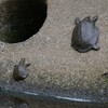 K川・中流域のスッポン2匹