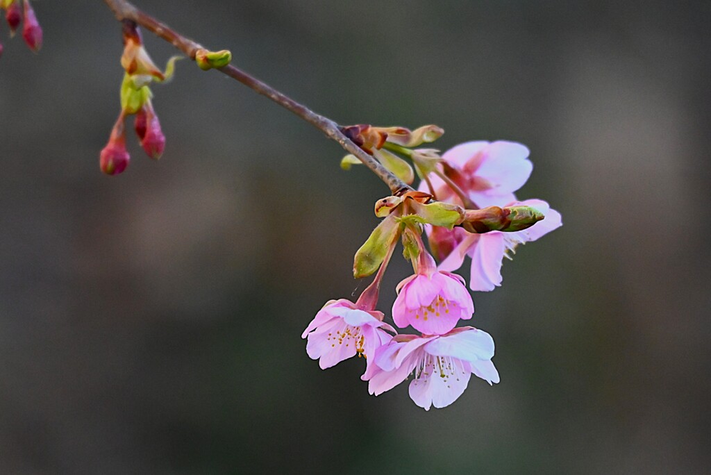 用水路・河津桜、開花の進展