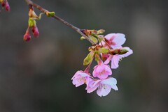 用水路・河津桜、開花の進展