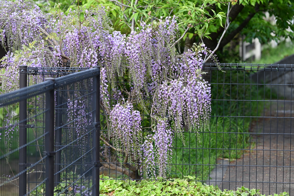 K川上流域・咲き始めたフジの花