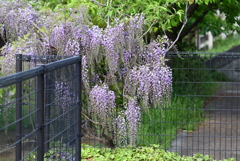 K川上流域・咲き始めたフジの花