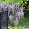 K川上流域・咲き始めたフジの花