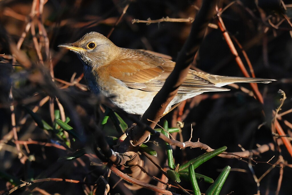 用水路・数年ぶりに逢えたシロハラ