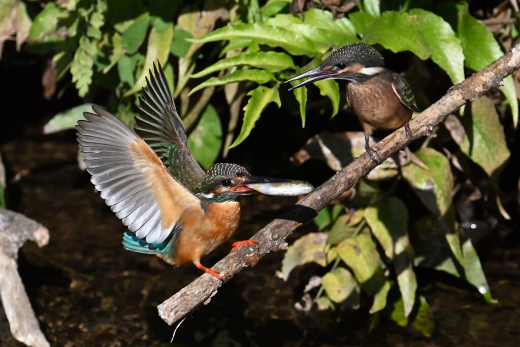 用水路・カワセミひなへの給餌（用水路で初見初撮り）