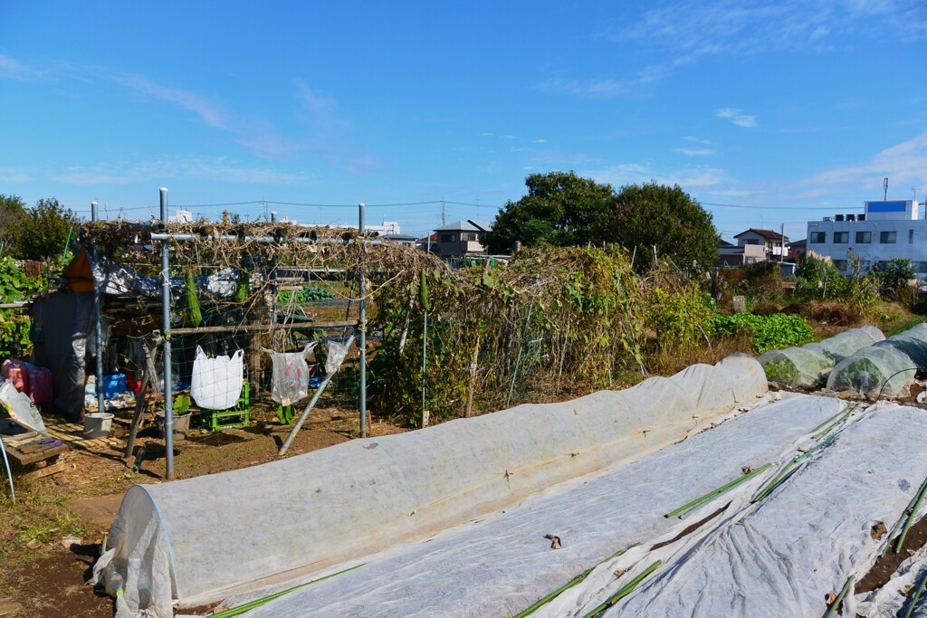 菜園・道具小屋と南区画