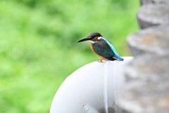 都内S川・カワセミ♀ 
