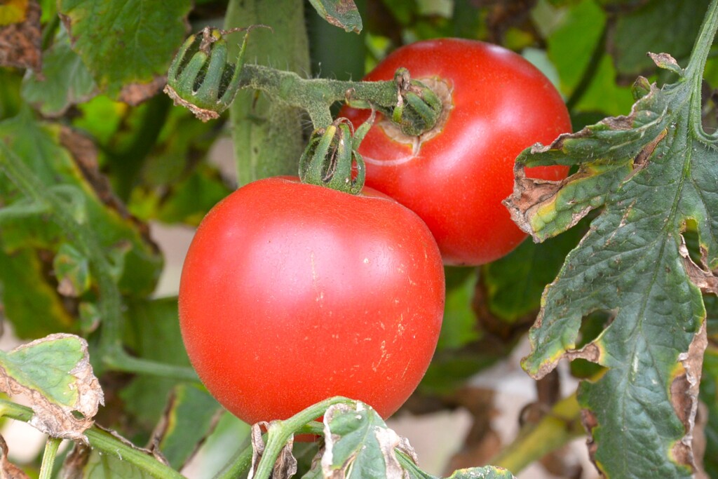 菜園・桃太郎