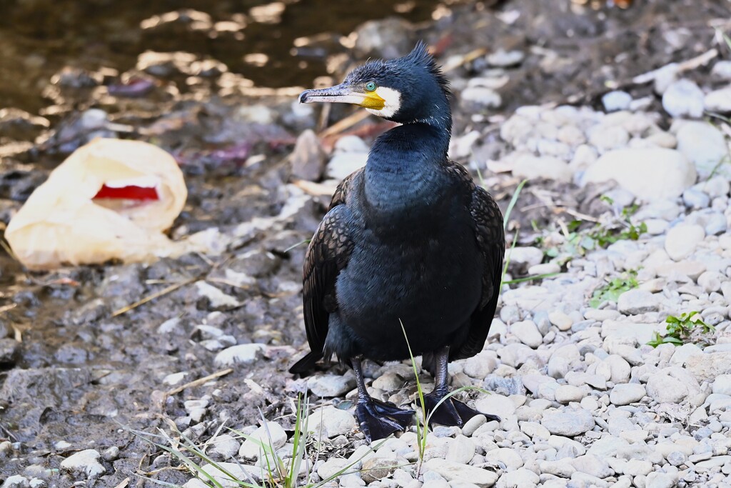 K川中流域・カワウ