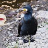 K川中流域・カワウ