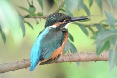 カワセミ♂若・ヤナギの陰で