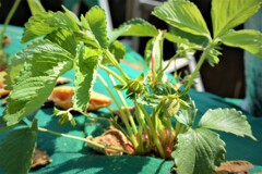 昨年秋に植え替えたイチゴ