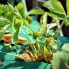 昨年秋に植え替えたイチゴ