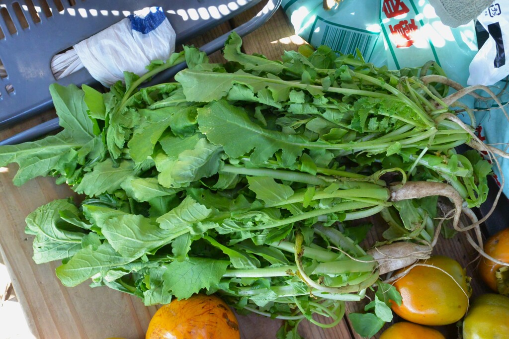 菜園・オーナーさんから頂いたダイコンの間引き菜