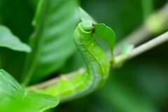 K川下流域・クチナシに居たオオスカシバの幼虫