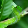 K川下流域・クチナシに居たオオスカシバの幼虫