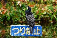 都内公園・カワウ、つり禁止賛成！
