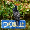 都内公園・カワウ、つり禁止賛成！