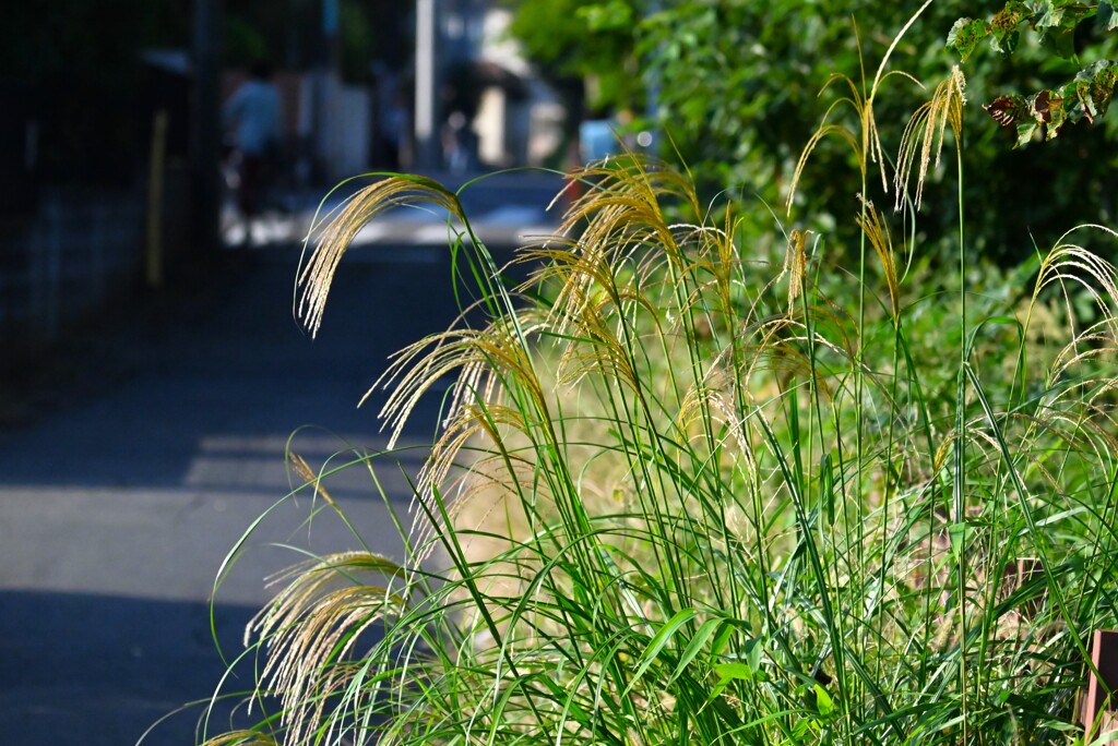 用水路・ススキ