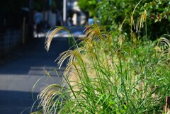 用水路・ススキ
