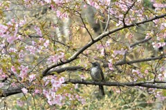 河津桜の蜜を吸うヒヨドリ