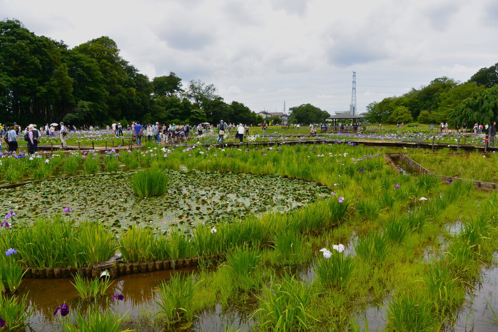 東村山菖蒲まつり・花は少ないが人は多い