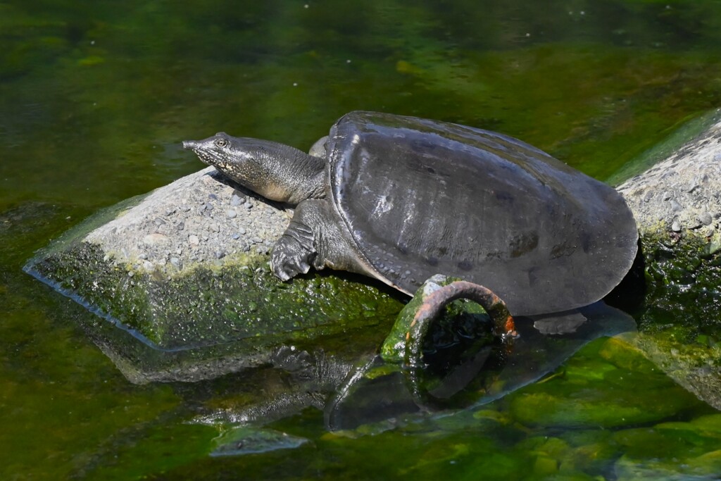 K川・下流域にもスッポンが・・