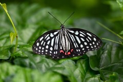 用水路・アカボシゴマダラ
