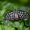 用水路・アカボシゴマダラ