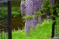 K川・フジの花