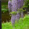 K川・フジの花