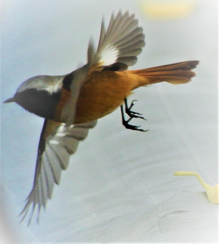 菜園のジョウビタキ♂ 初飛びもの