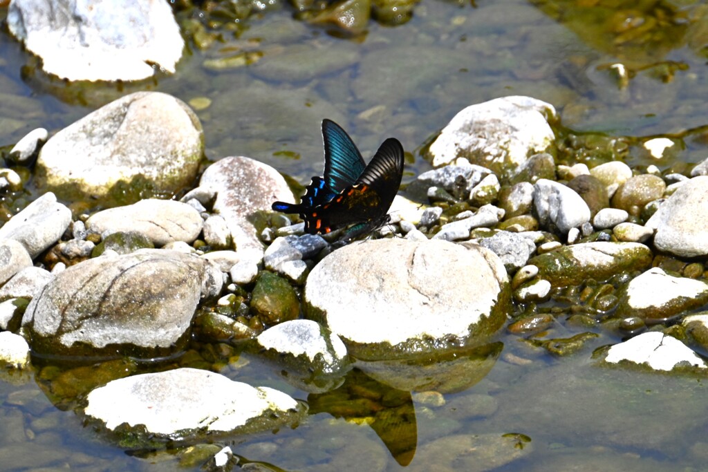 K川・ミヤマカラスアゲハ