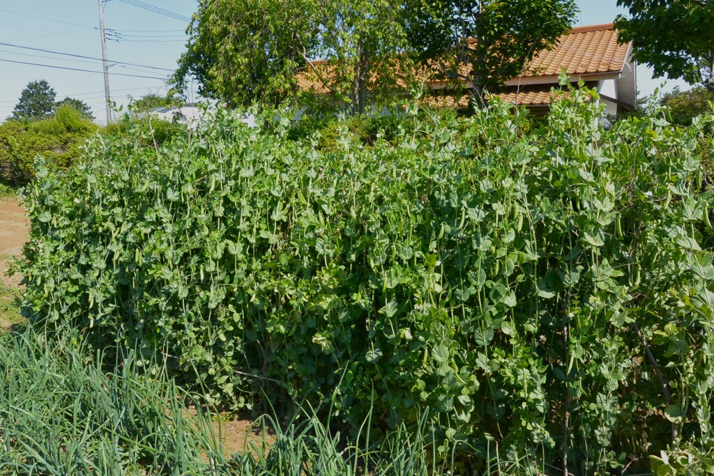 菜園・エンドウ豆
