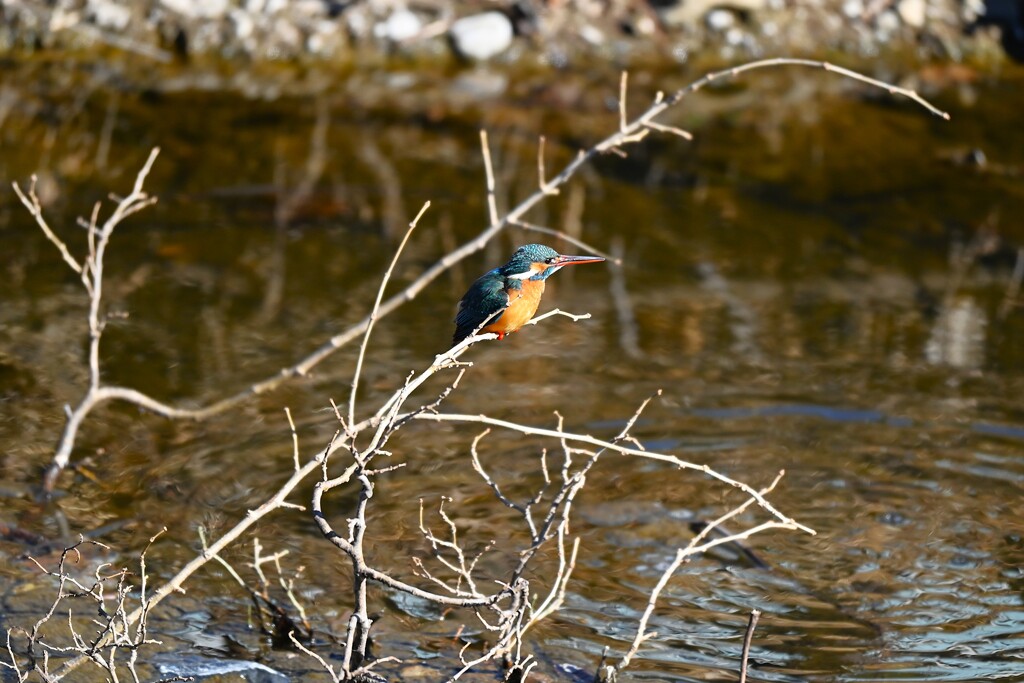 K川中流域・カワセミ♀水中の枝に止まる