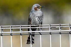K川下流域・花粉まみれのヒヨドリ