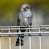 K川下流域・花粉まみれのヒヨドリ