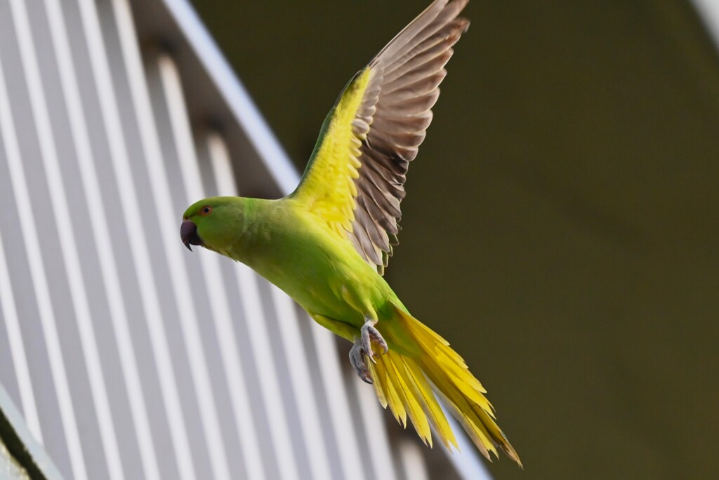ワカケホンセイインコ飛翔