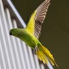ワカケホンセイインコ飛翔