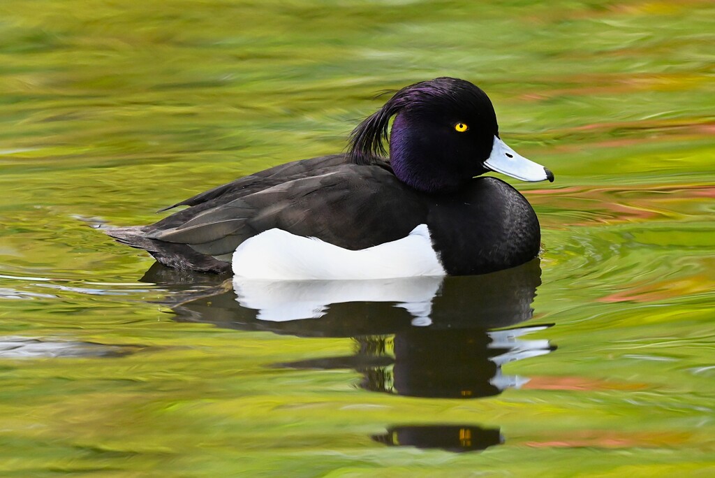 都内公園・キンクロハジロ♂
