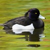 都内公園・キンクロハジロ♂