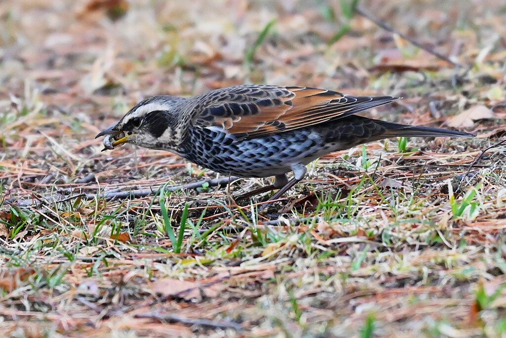 カミキリムシの幼虫を食べるツグミ