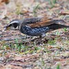 カミキリムシの幼虫を食べるツグミ