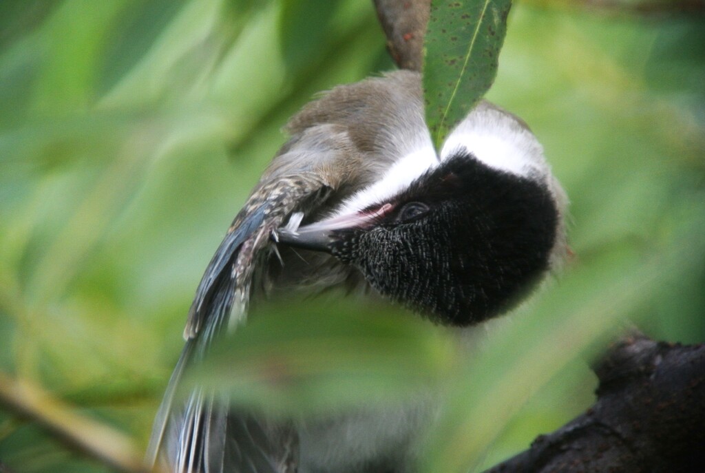K川・オナガ若鳥（羽繕い）